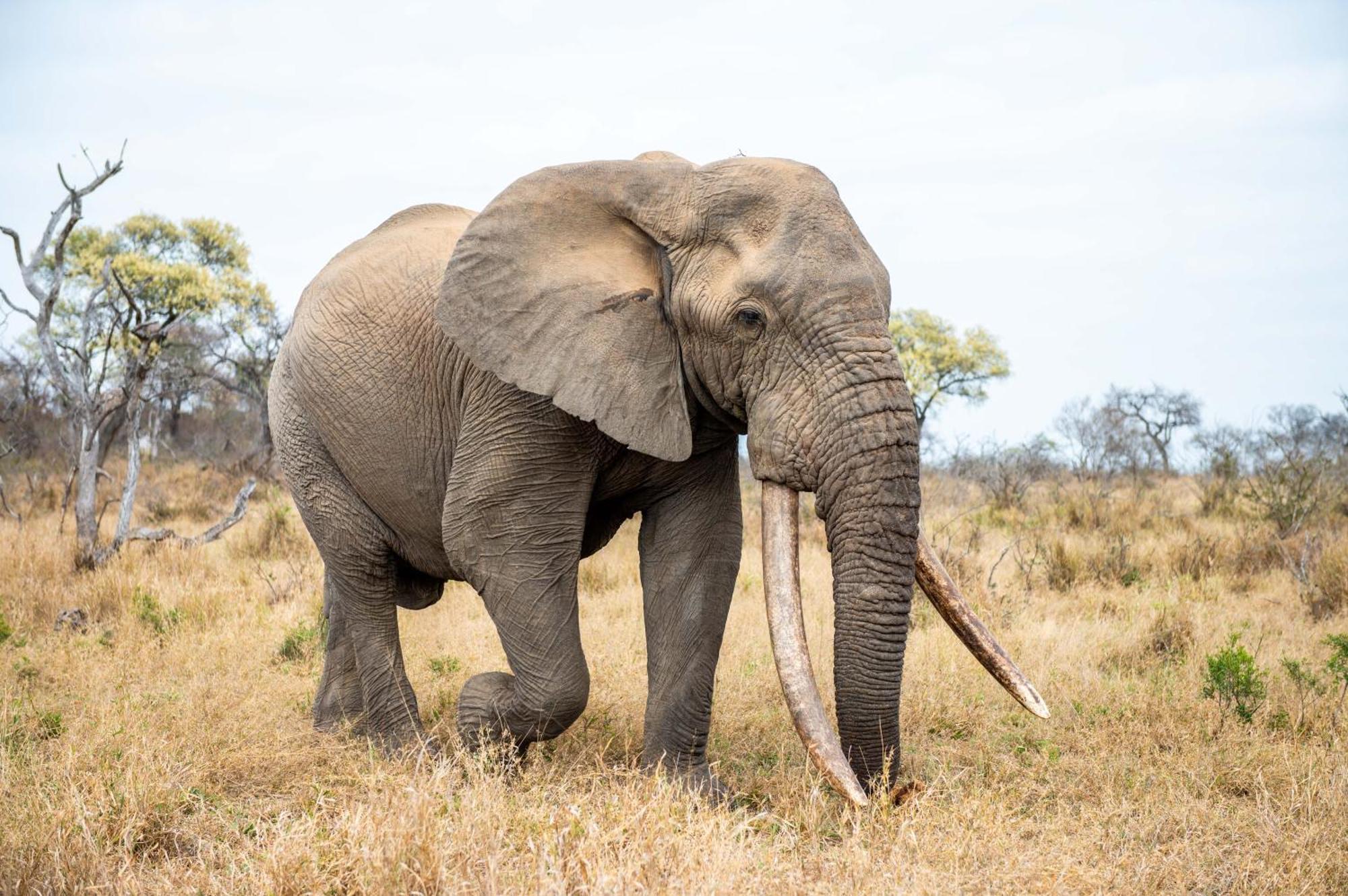 Tomo Safari Lodge Hoedspruit Bagian luar foto