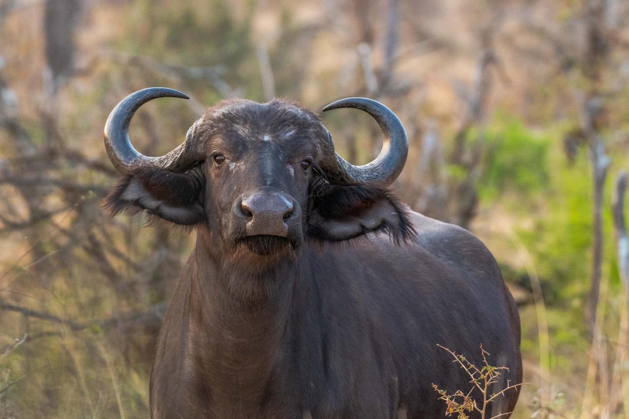 Tomo Safari Lodge Hoedspruit Bagian luar foto