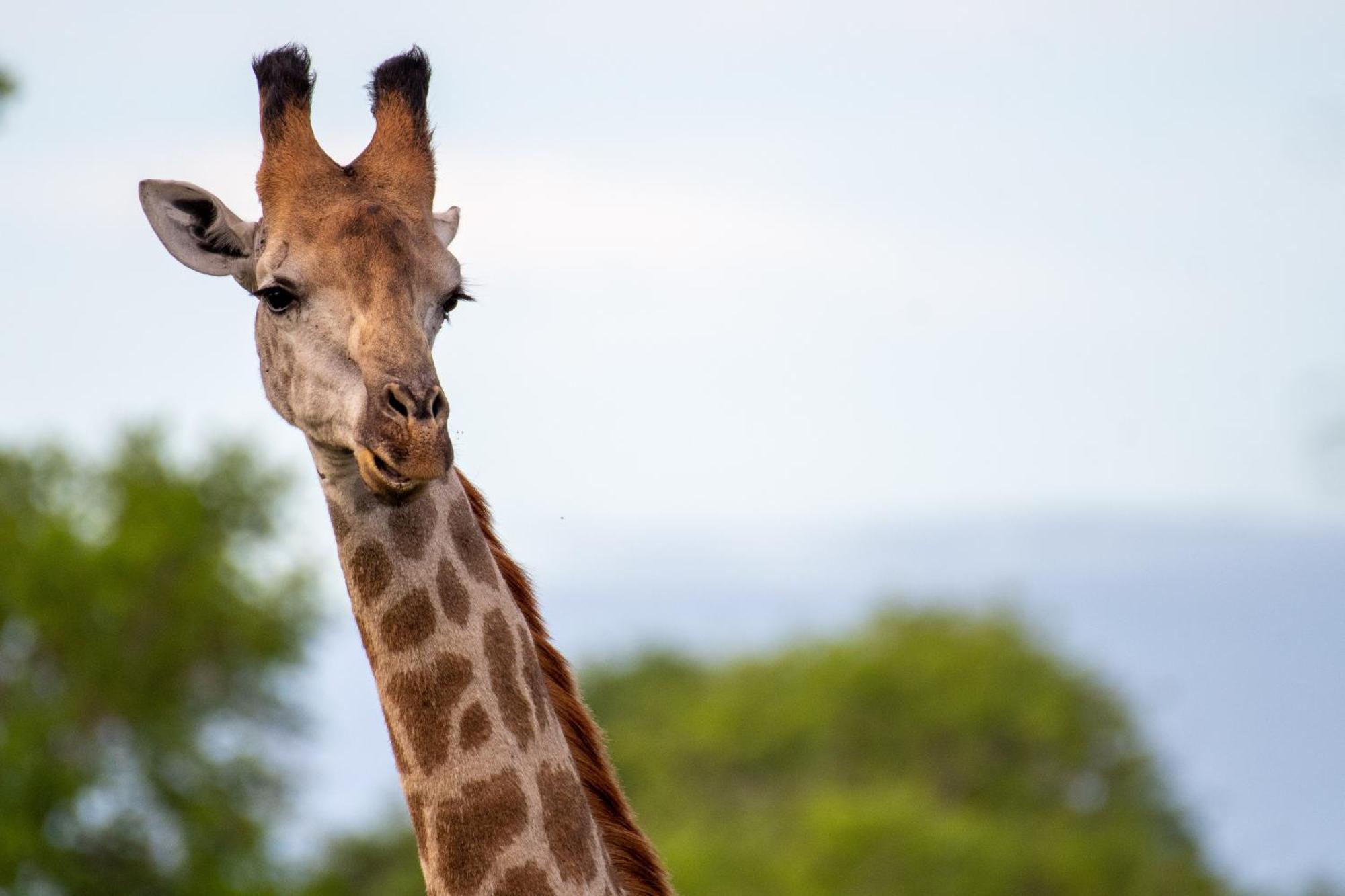 Tomo Safari Lodge Hoedspruit Bagian luar foto