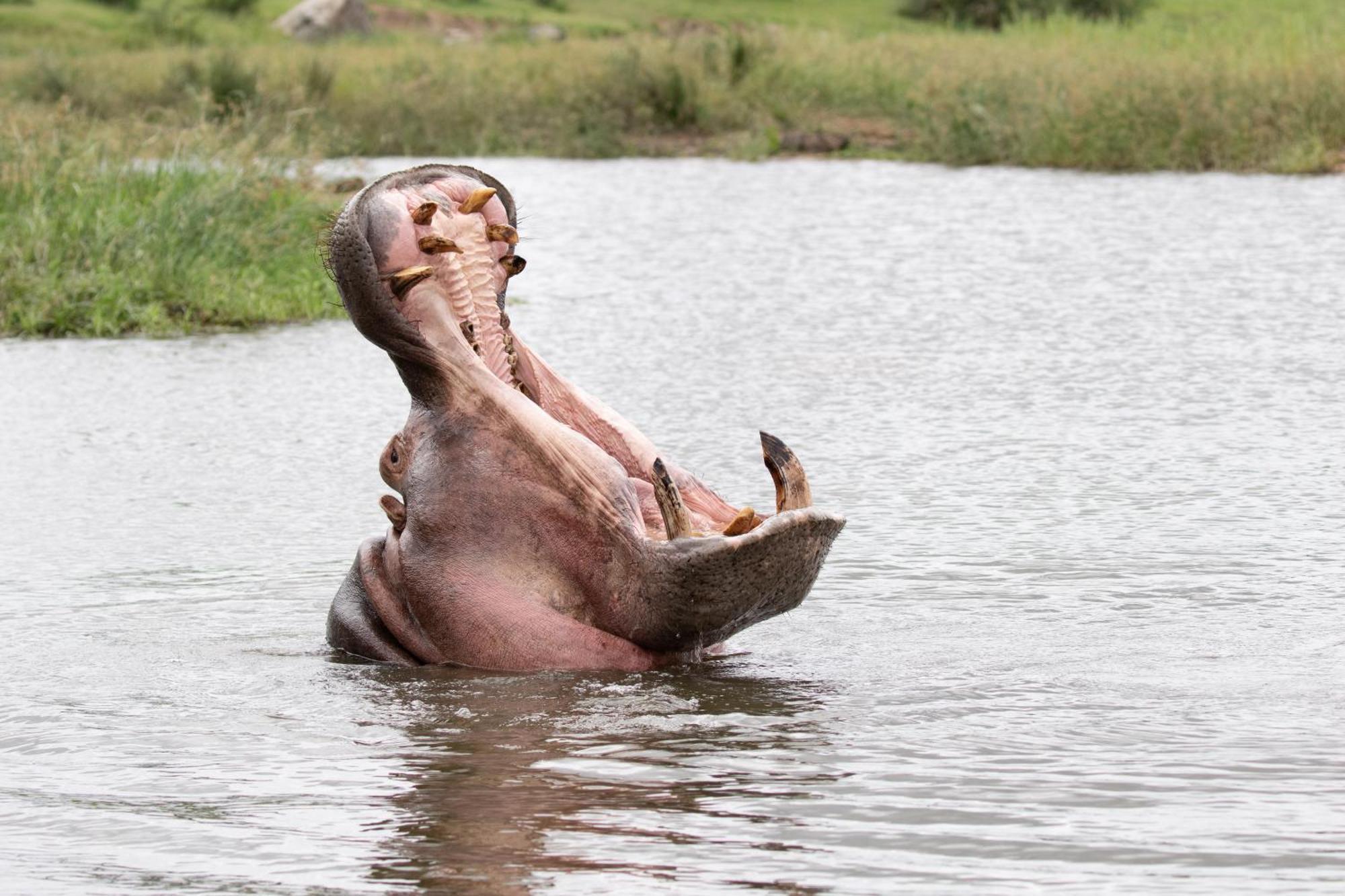 Tomo Safari Lodge Hoedspruit Bagian luar foto