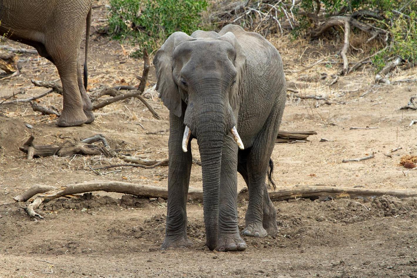 Tomo Safari Lodge Hoedspruit Bagian luar foto