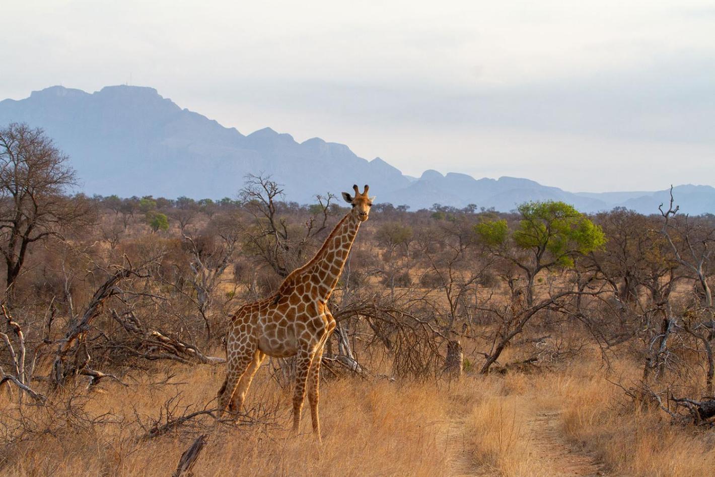Tomo Safari Lodge Hoedspruit Bagian luar foto