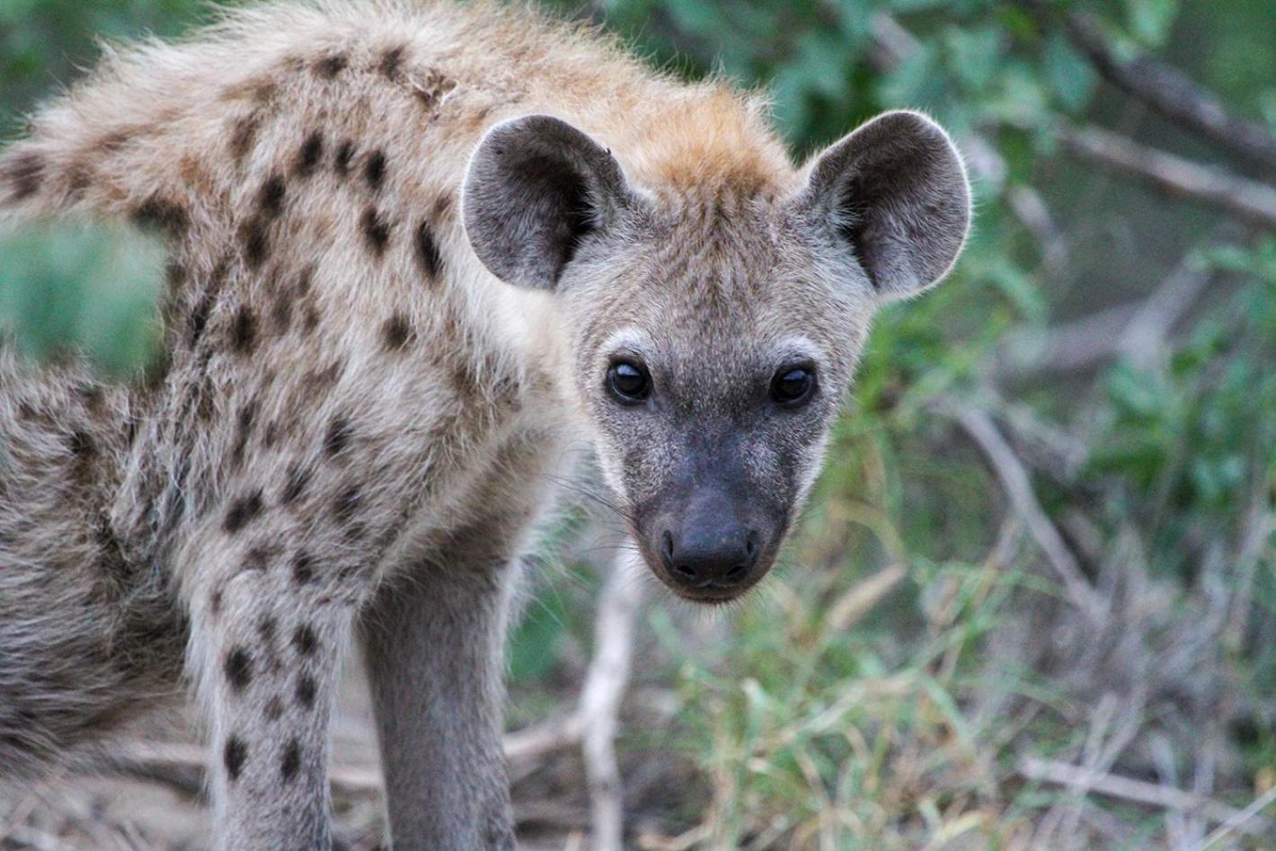 Tomo Safari Lodge Hoedspruit Bagian luar foto