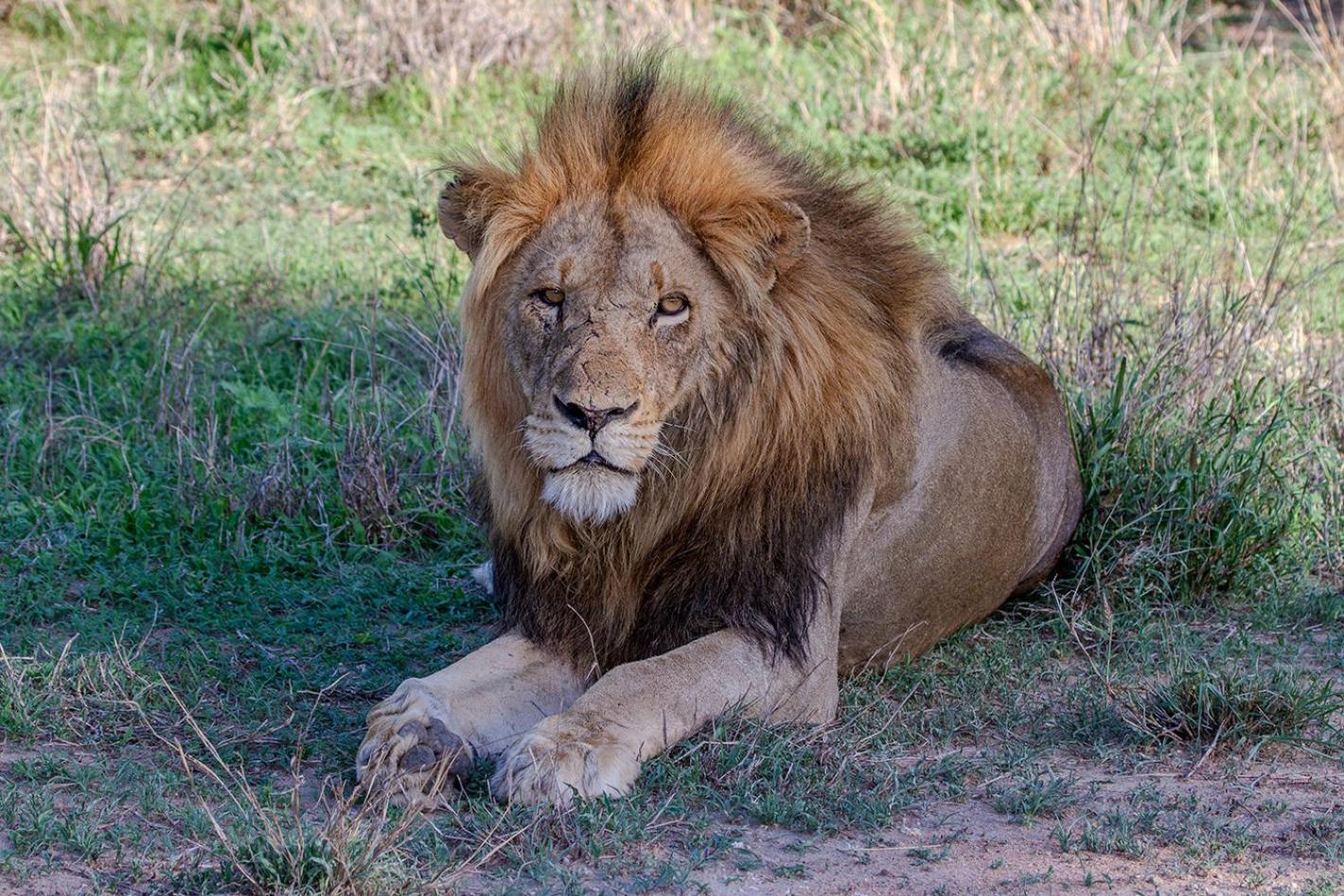 Tomo Safari Lodge Hoedspruit Bagian luar foto