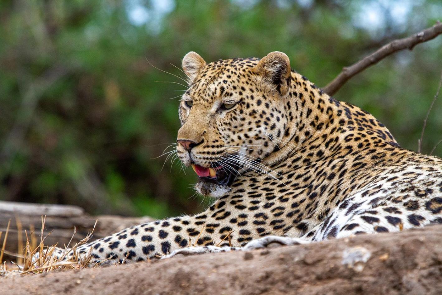 Tomo Safari Lodge Hoedspruit Bagian luar foto
