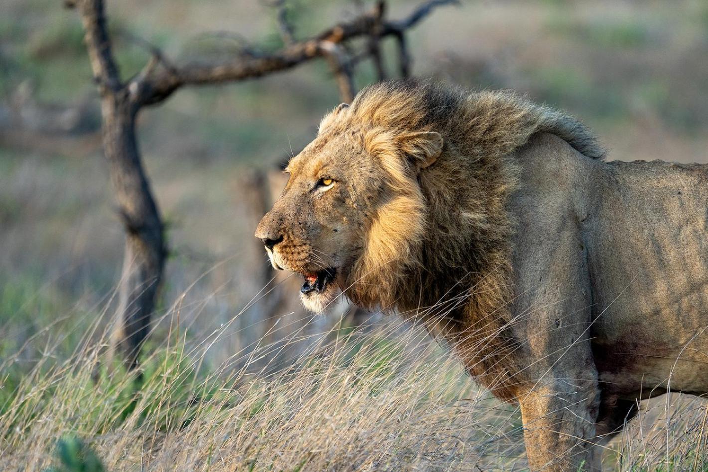 Tomo Safari Lodge Hoedspruit Bagian luar foto