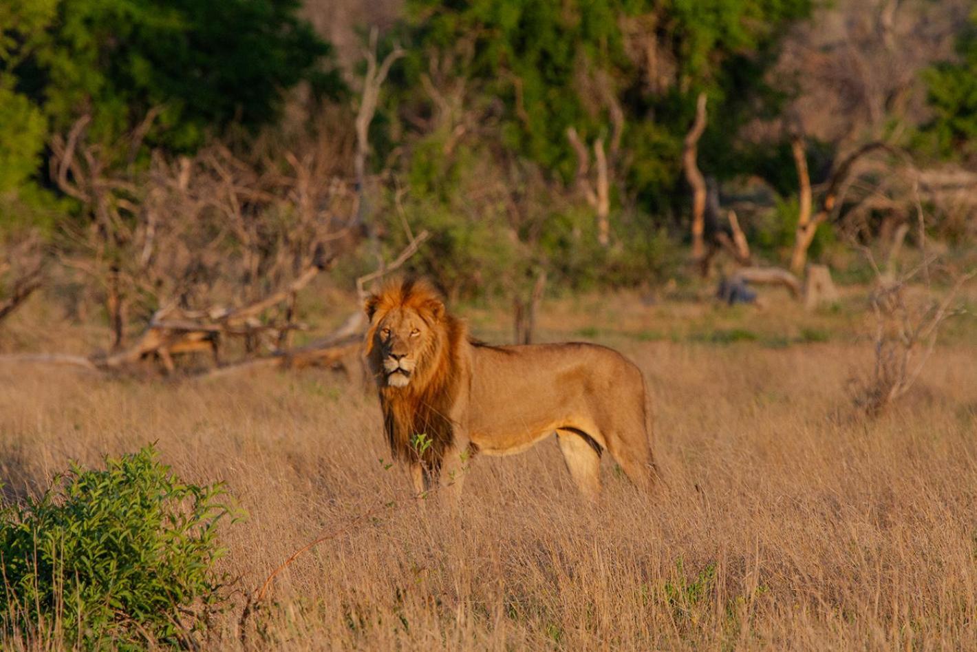 Tomo Safari Lodge Hoedspruit Bagian luar foto