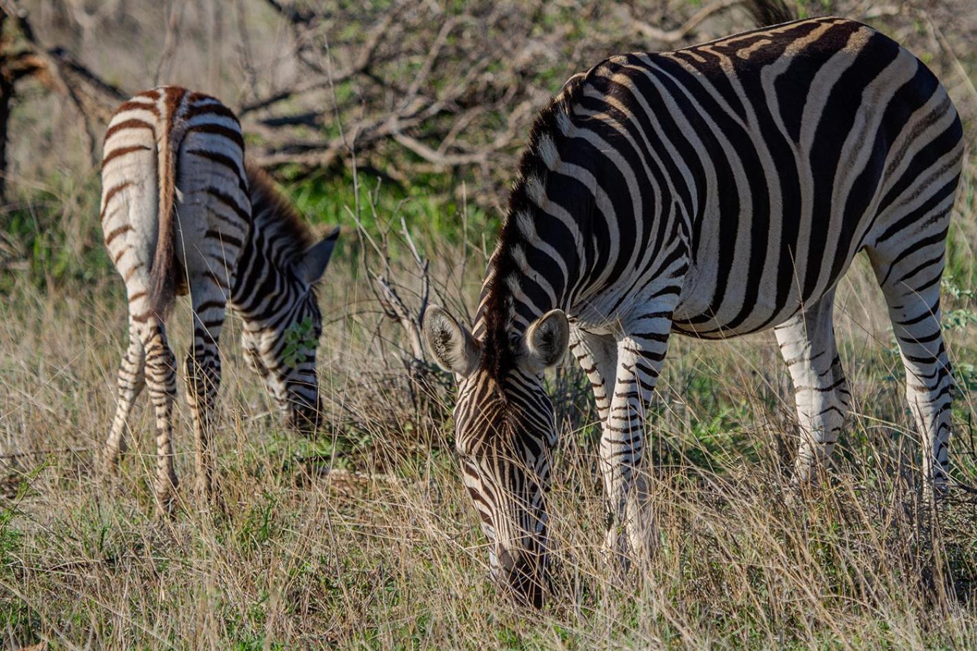Tomo Safari Lodge Hoedspruit Bagian luar foto